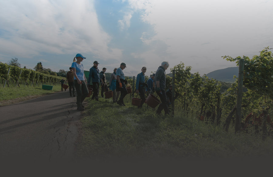  Sommerabend im Weinberg